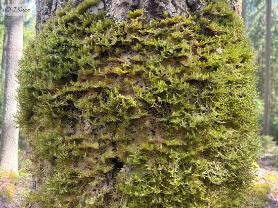 Neckera pennata